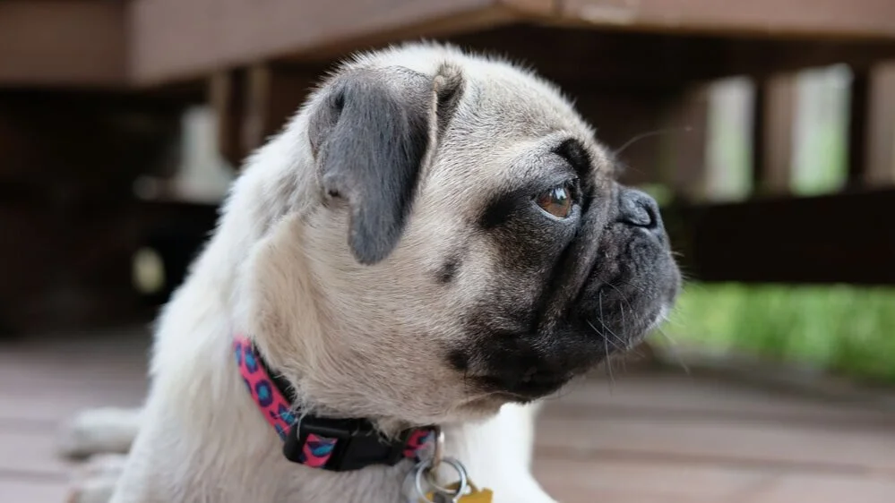 Pug adoption near hot sale me